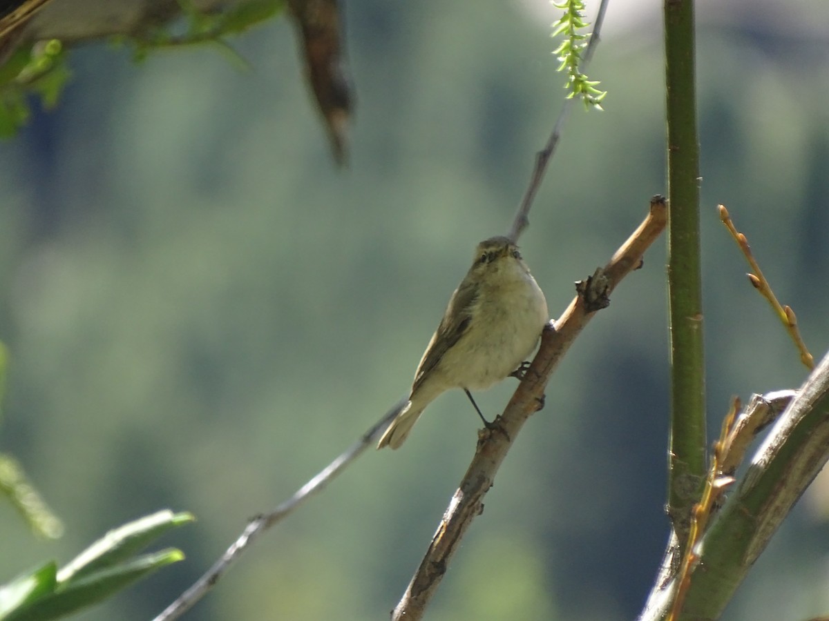 Mountain Chiffchaff - ML93098091