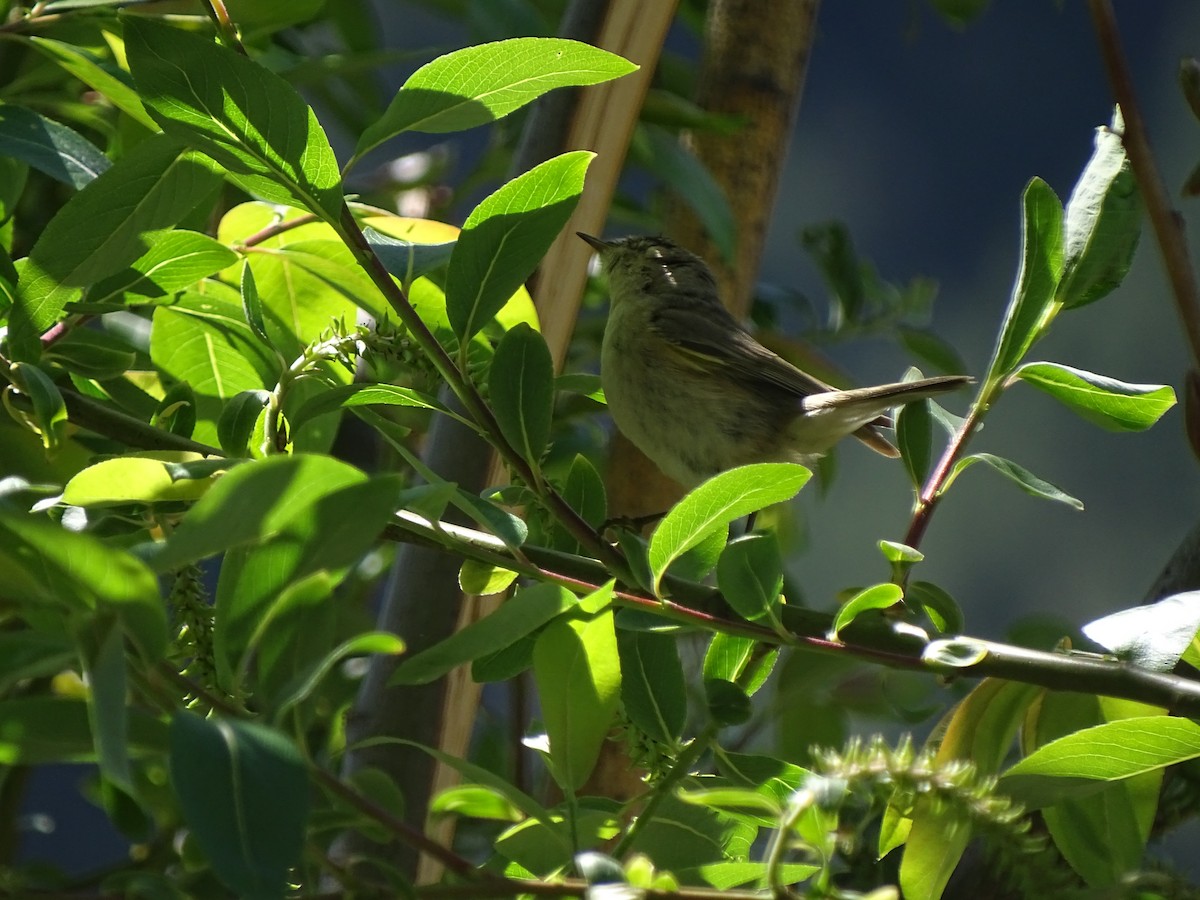 Mountain Chiffchaff - ML93098121