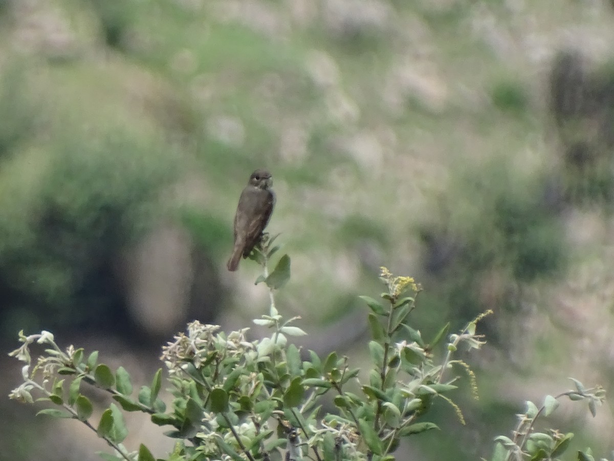 Dark-sided Flycatcher - ML93098141