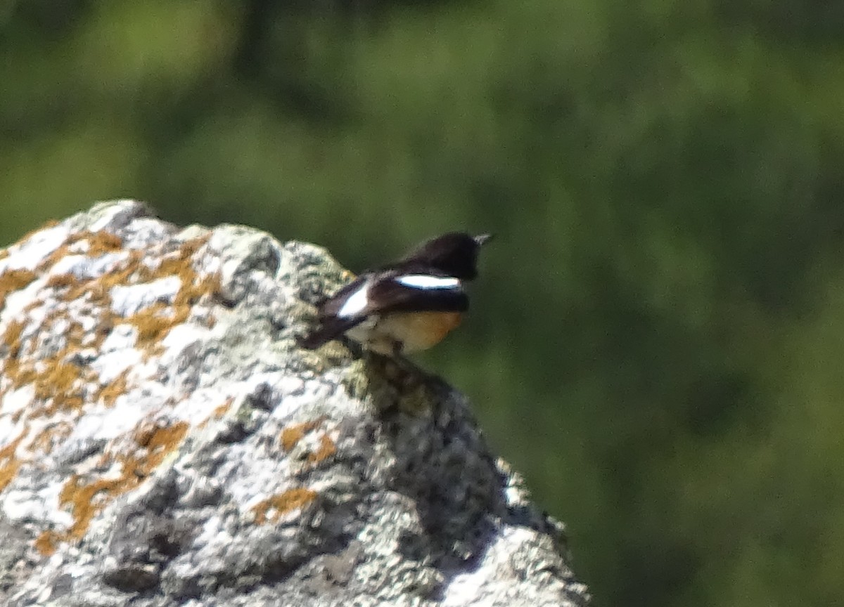 Saltimpalo siberiano - ML93098181