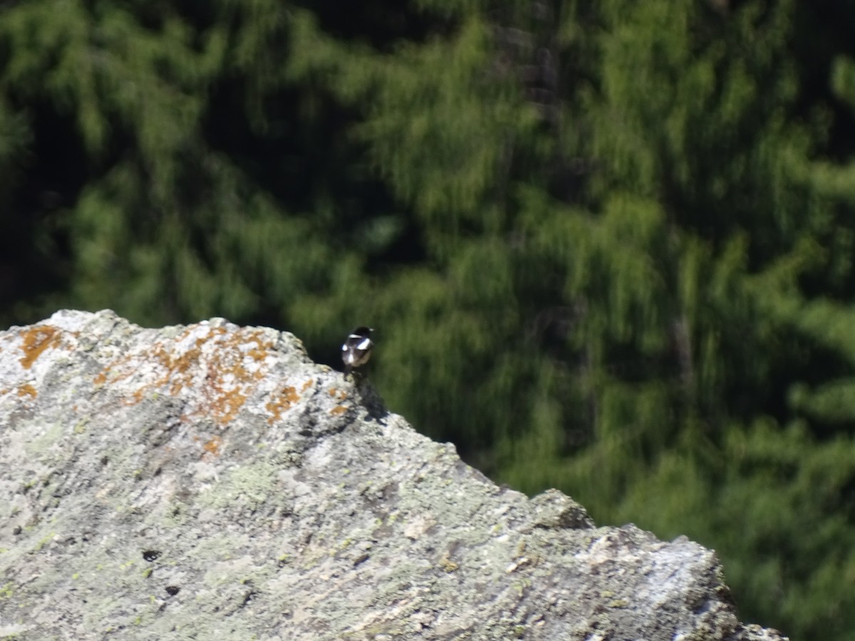 Saltimpalo siberiano - ML93098191