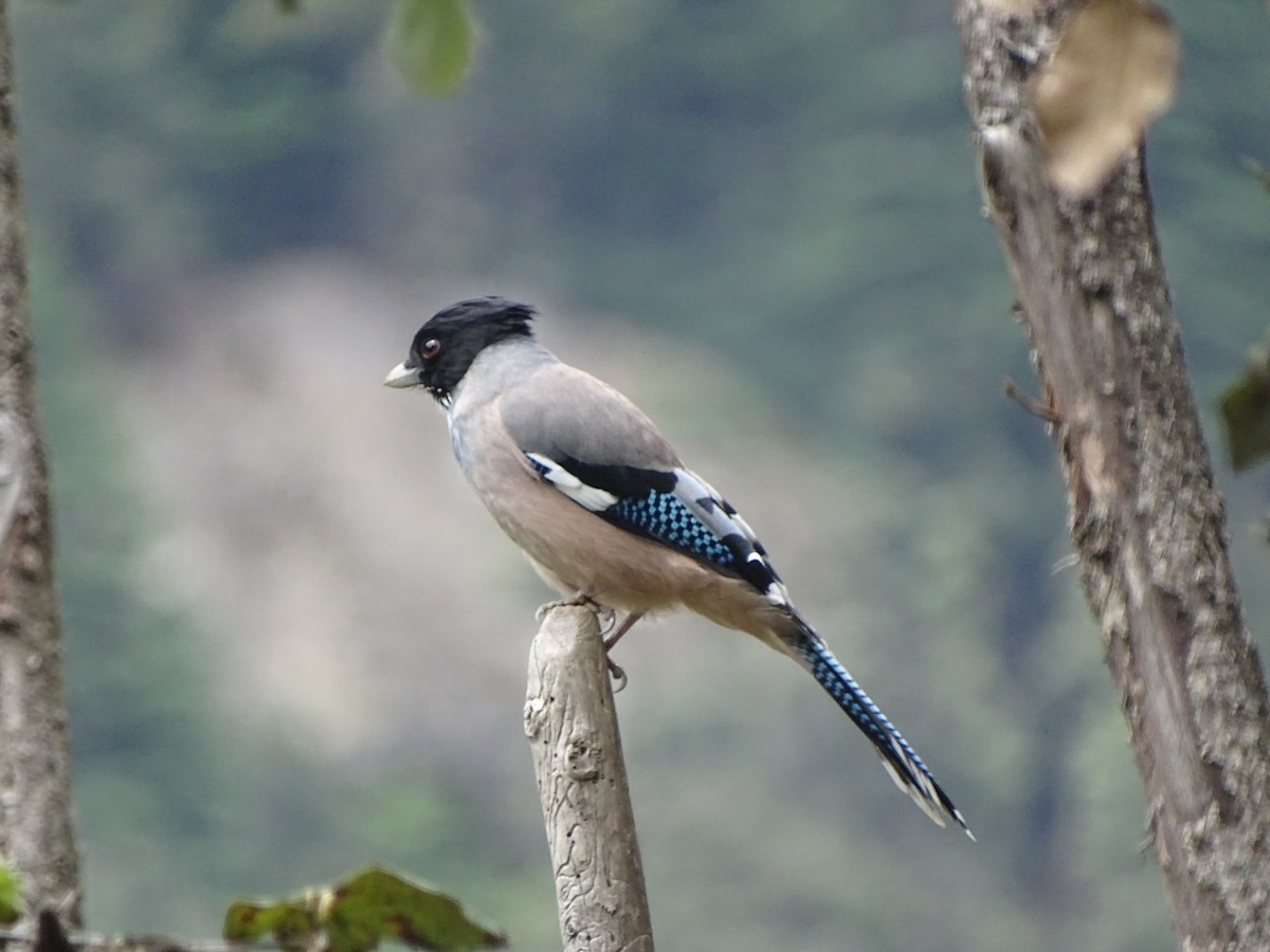 Black-headed Jay - ML93098331