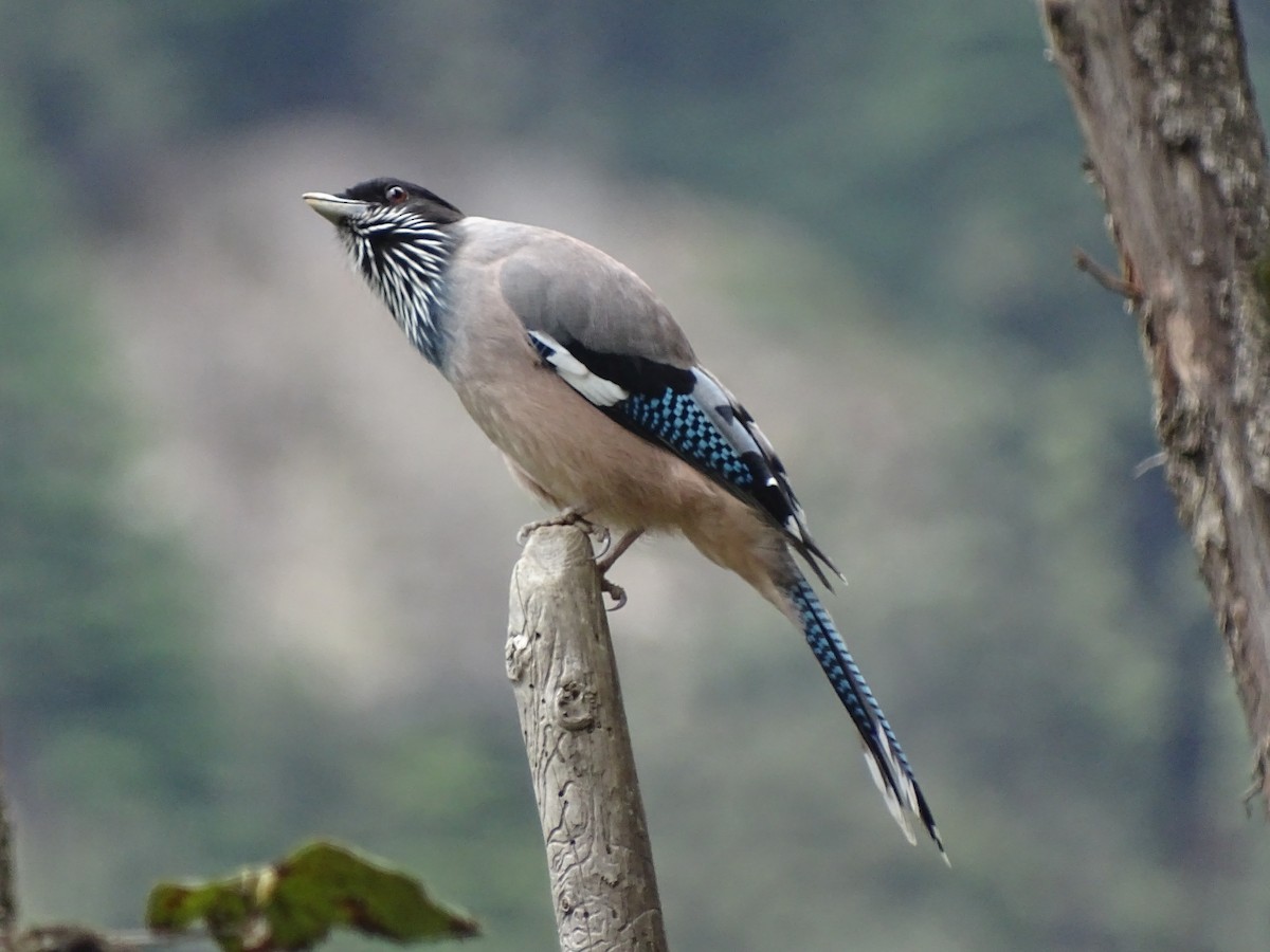 Black-headed Jay - ML93098341