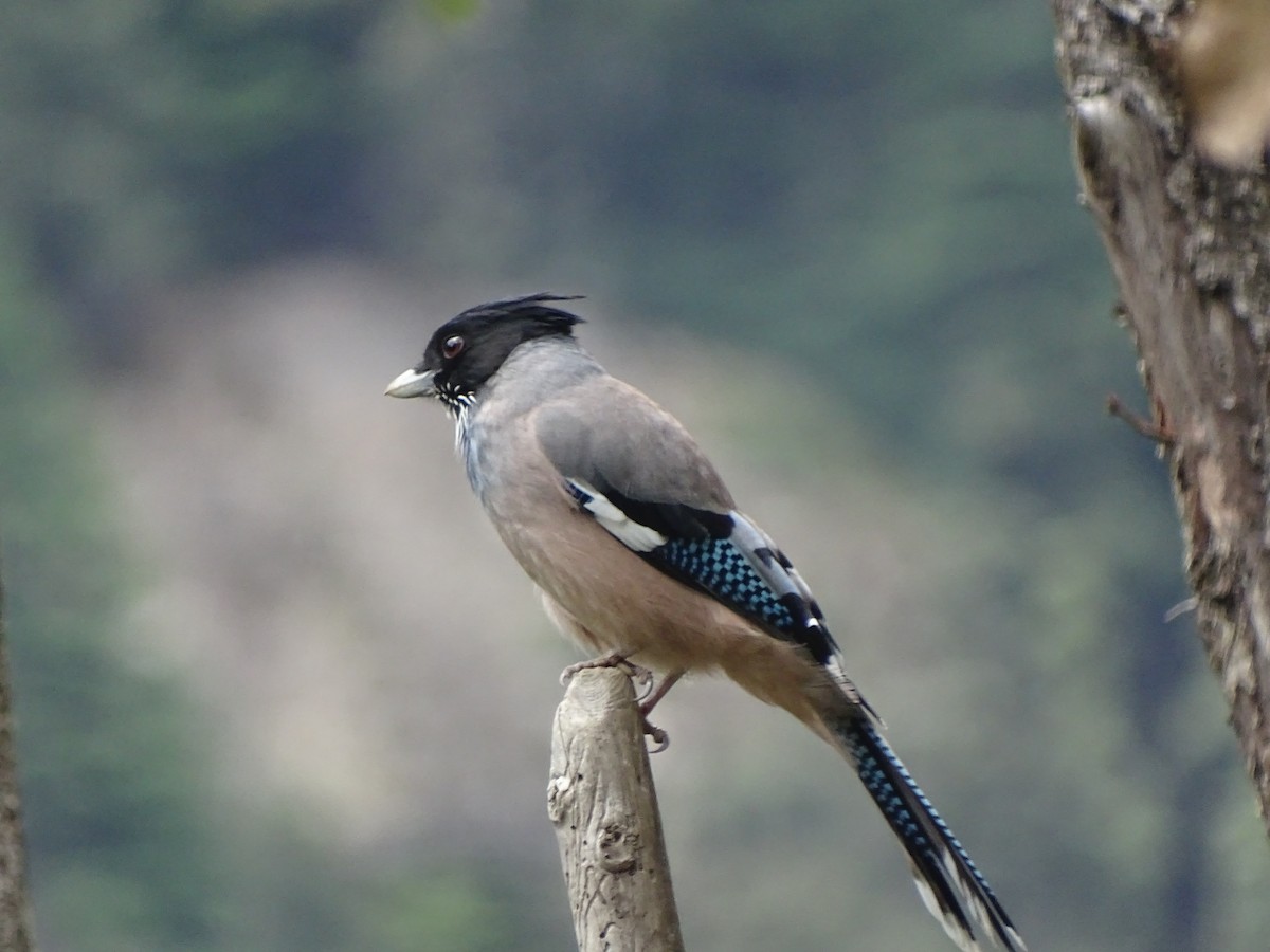Black-headed Jay - ML93098351