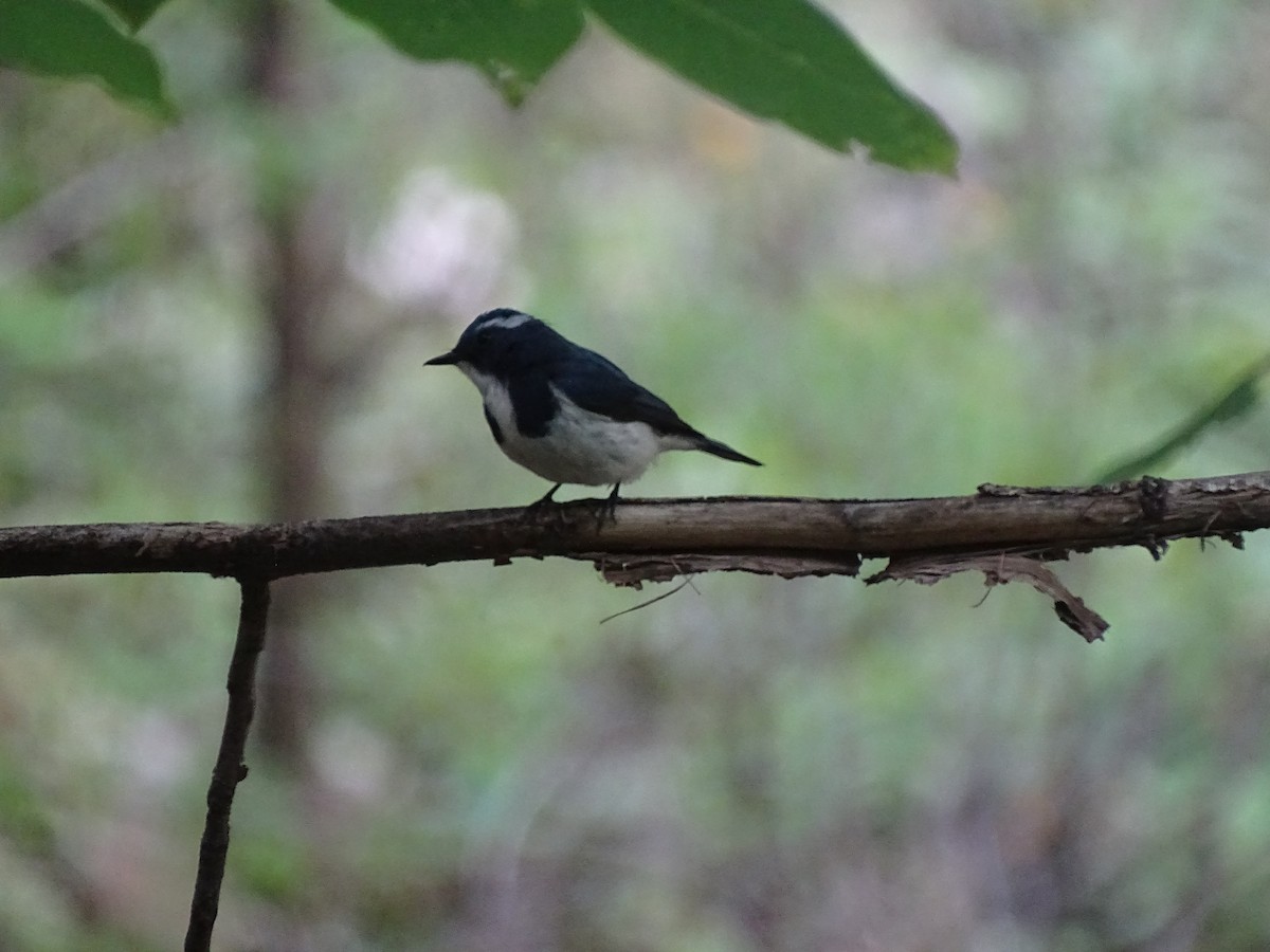 Ultramarine Flycatcher - ML93098371