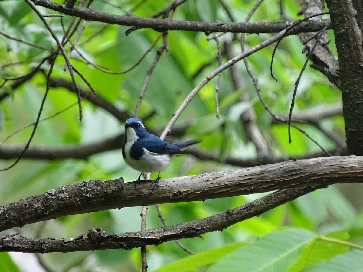 Ultramarine Flycatcher - ML93098381