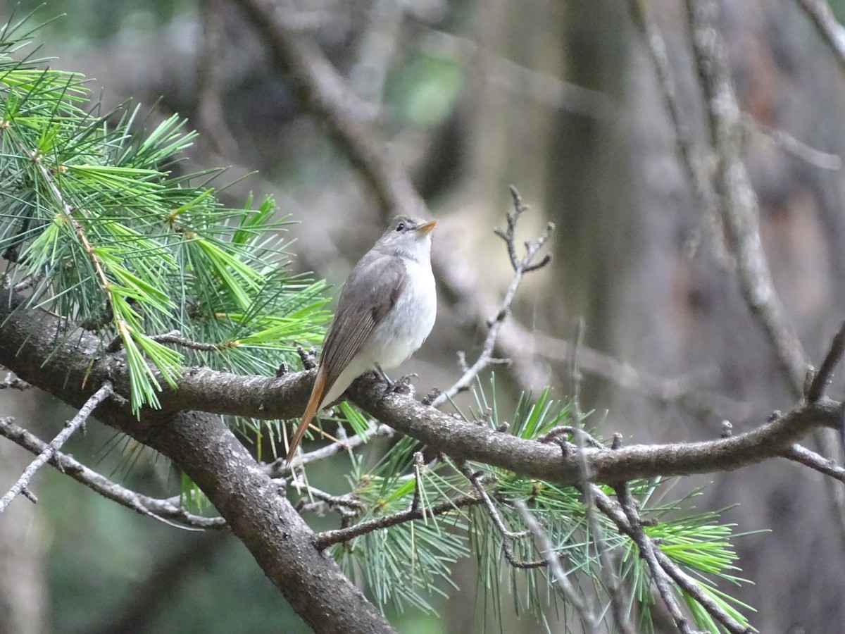 Rusty-tailed Flycatcher - ML93098401