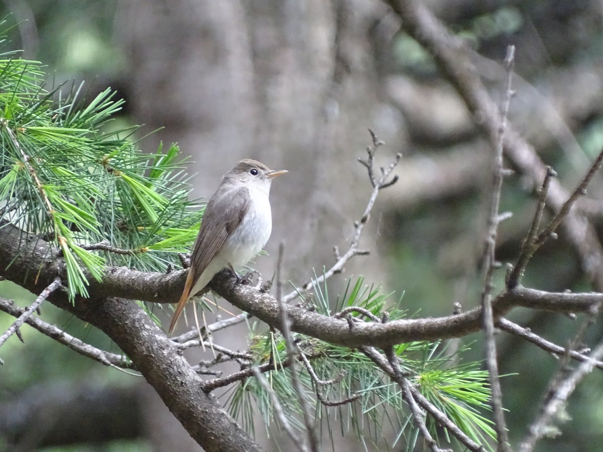 Rusty-tailed Flycatcher - ML93098431