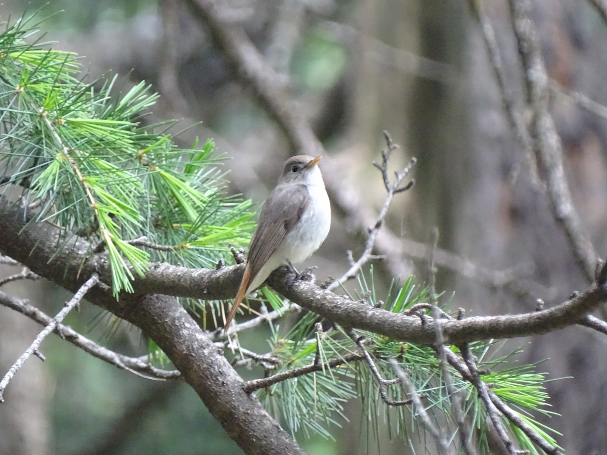 Rusty-tailed Flycatcher - ML93098441