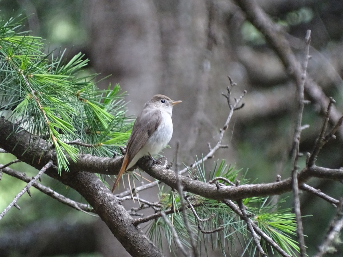 Rusty-tailed Flycatcher - ML93098451
