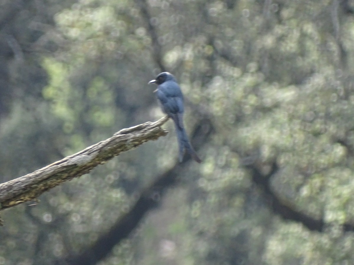 Ashy Drongo - ML93098501