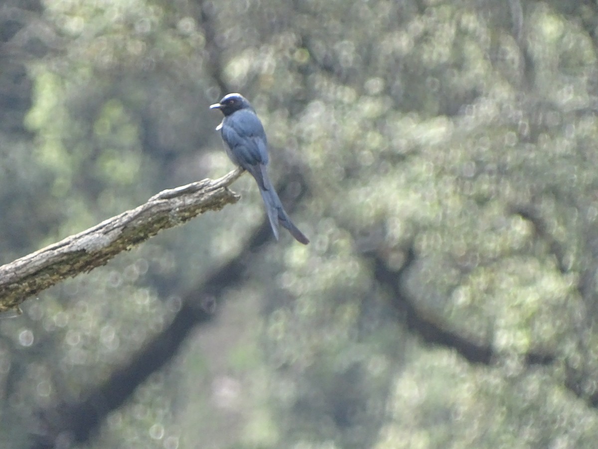 Ashy Drongo - ML93098511