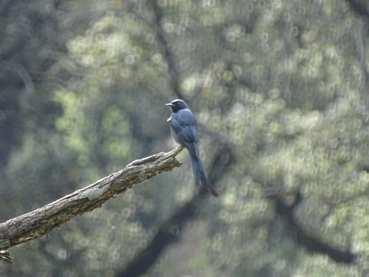 Ashy Drongo - ML93098531