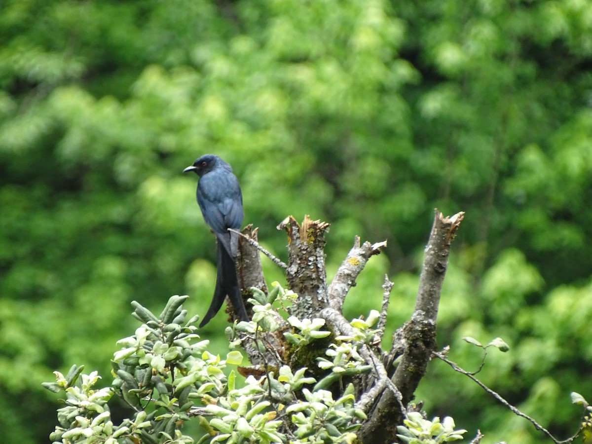 Ashy Drongo - ML93098541