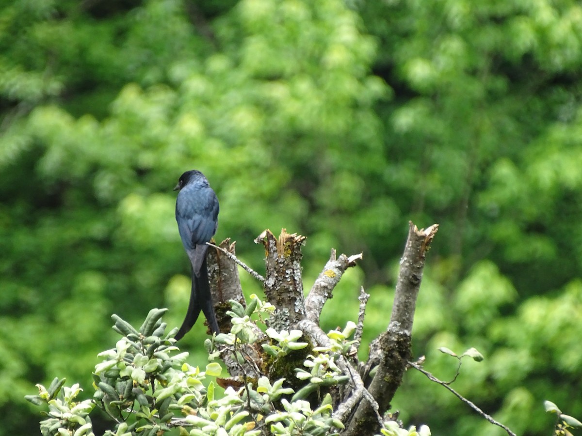 Ashy Drongo - ML93098551