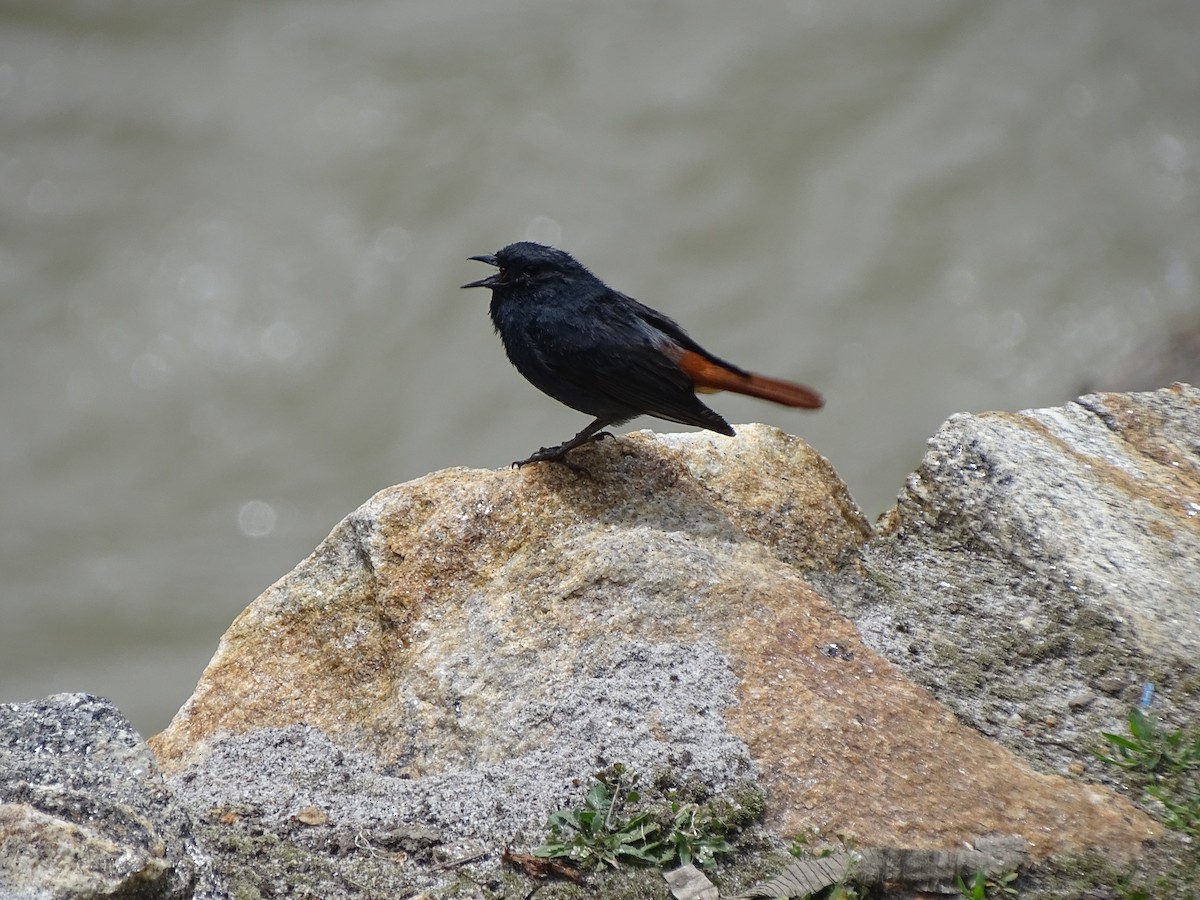 Plumbeous Redstart - ML93098571