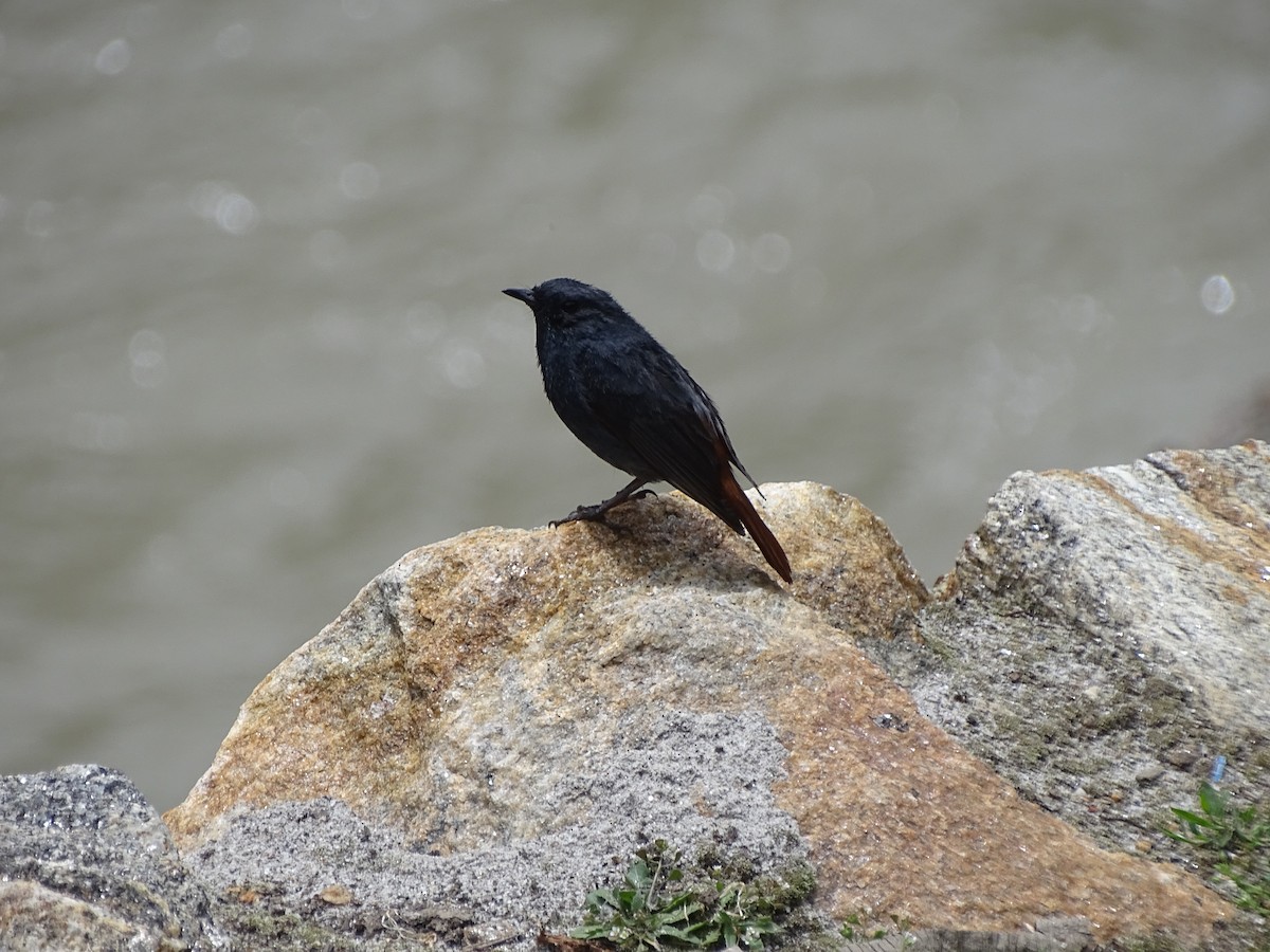 Plumbeous Redstart - Suresh  Rana