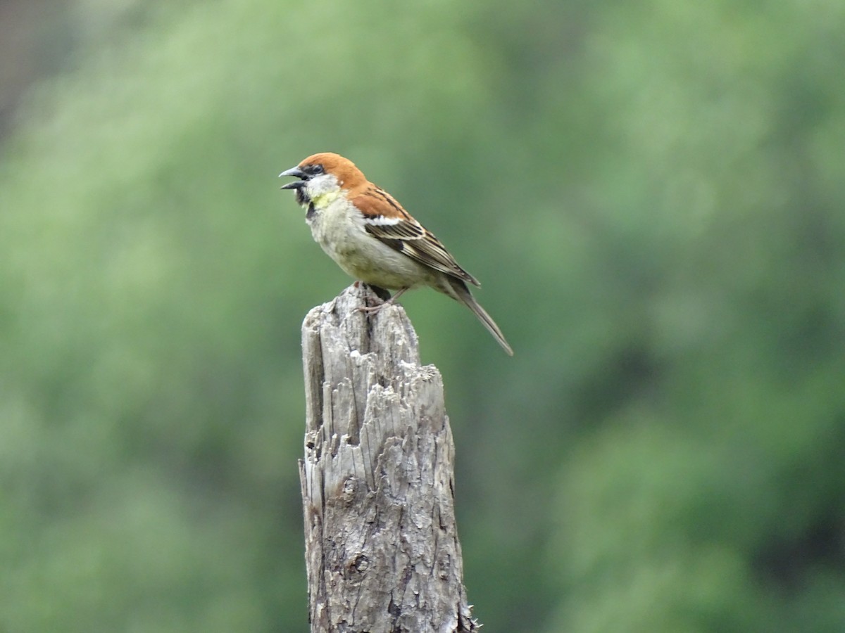 Russet Sparrow - ML93098611
