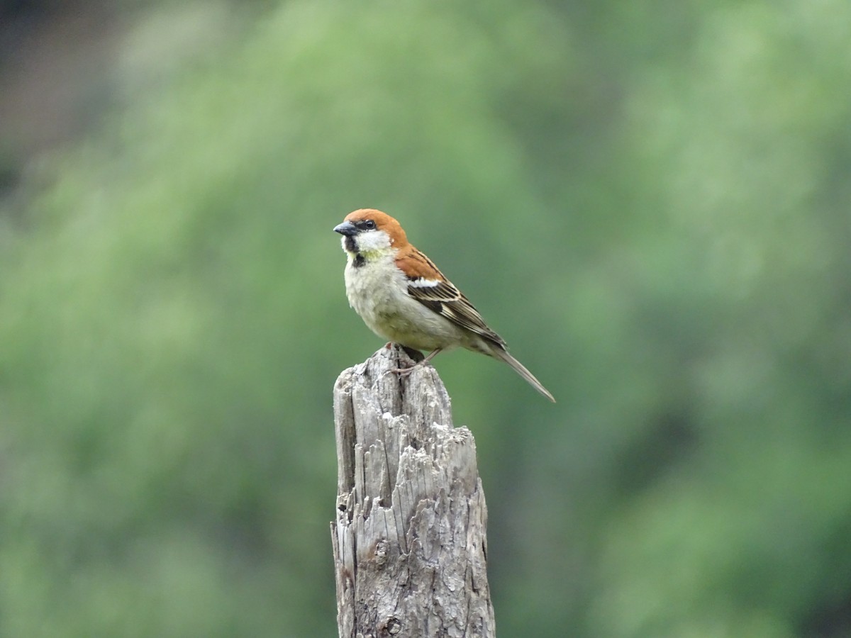 Russet Sparrow - ML93098621