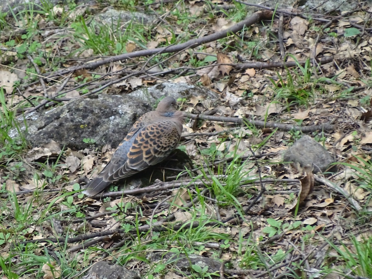 Tortora orientale - ML93098671