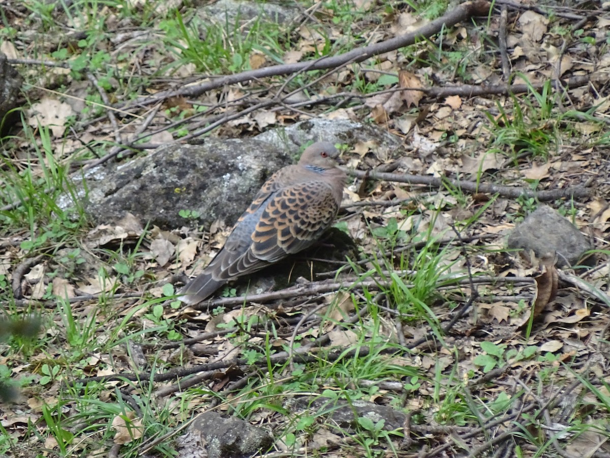 Oriental Turtle-Dove - ML93098681