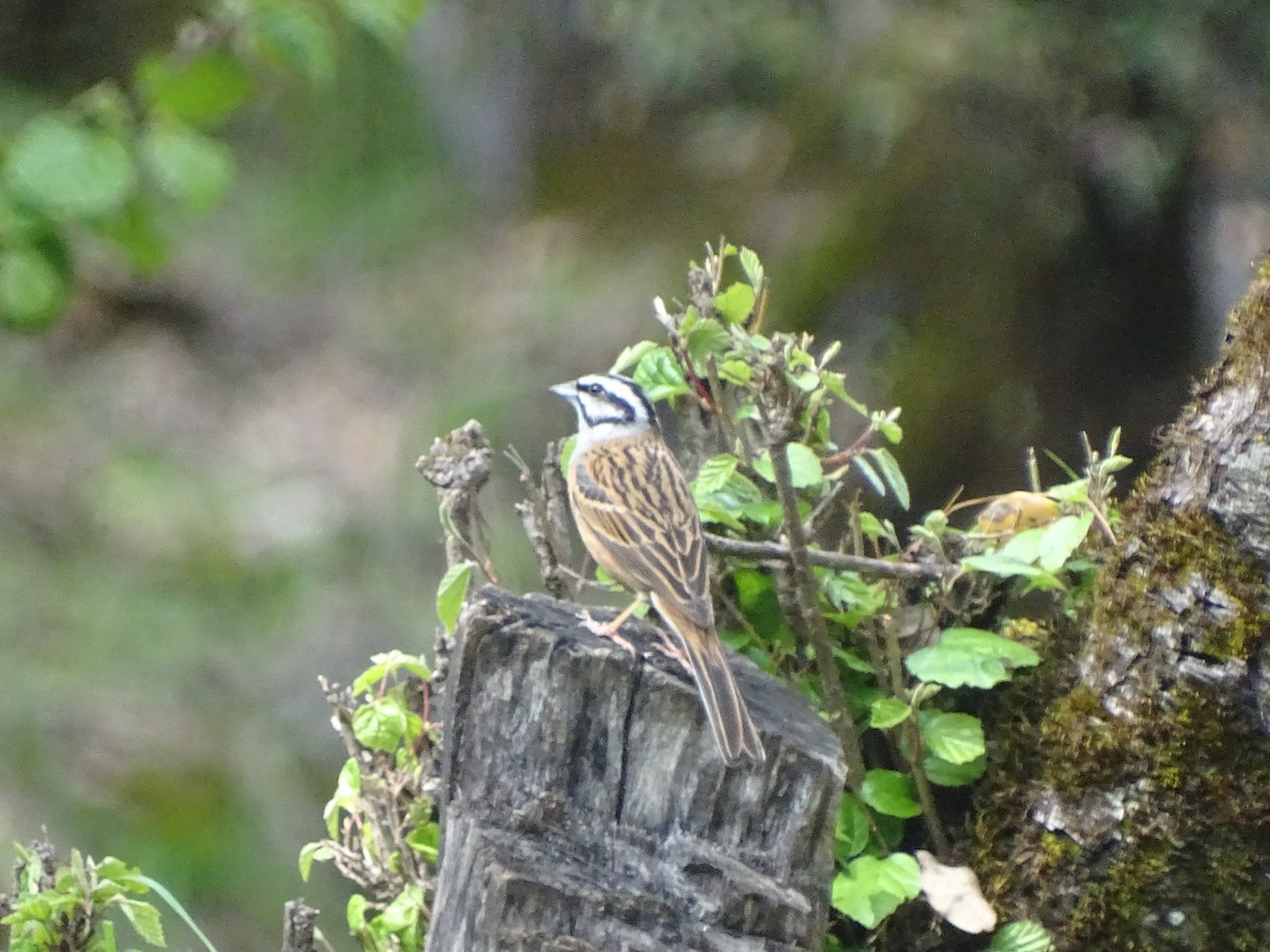 Zigolo muciatto - ML93098711