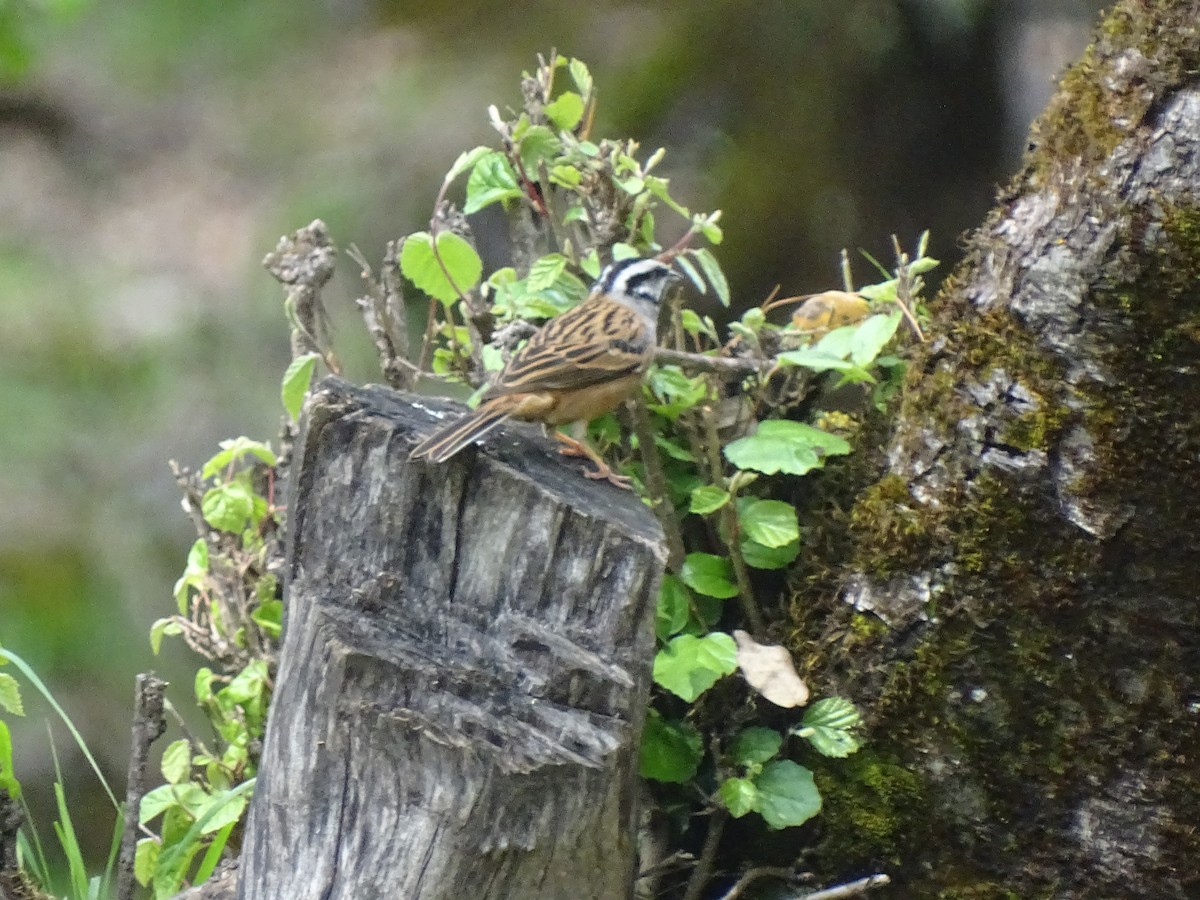 Zigolo muciatto - ML93098721