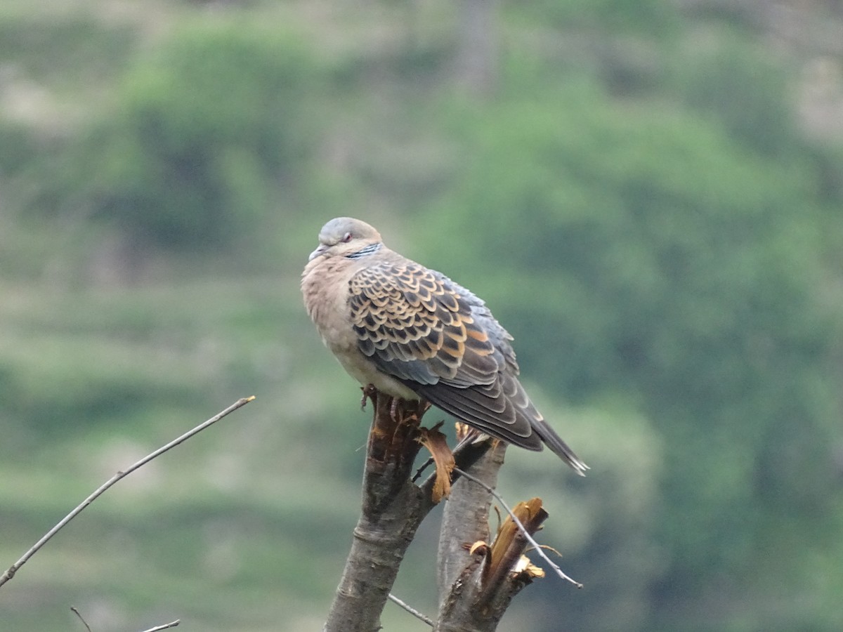 Tortora orientale - ML93098731