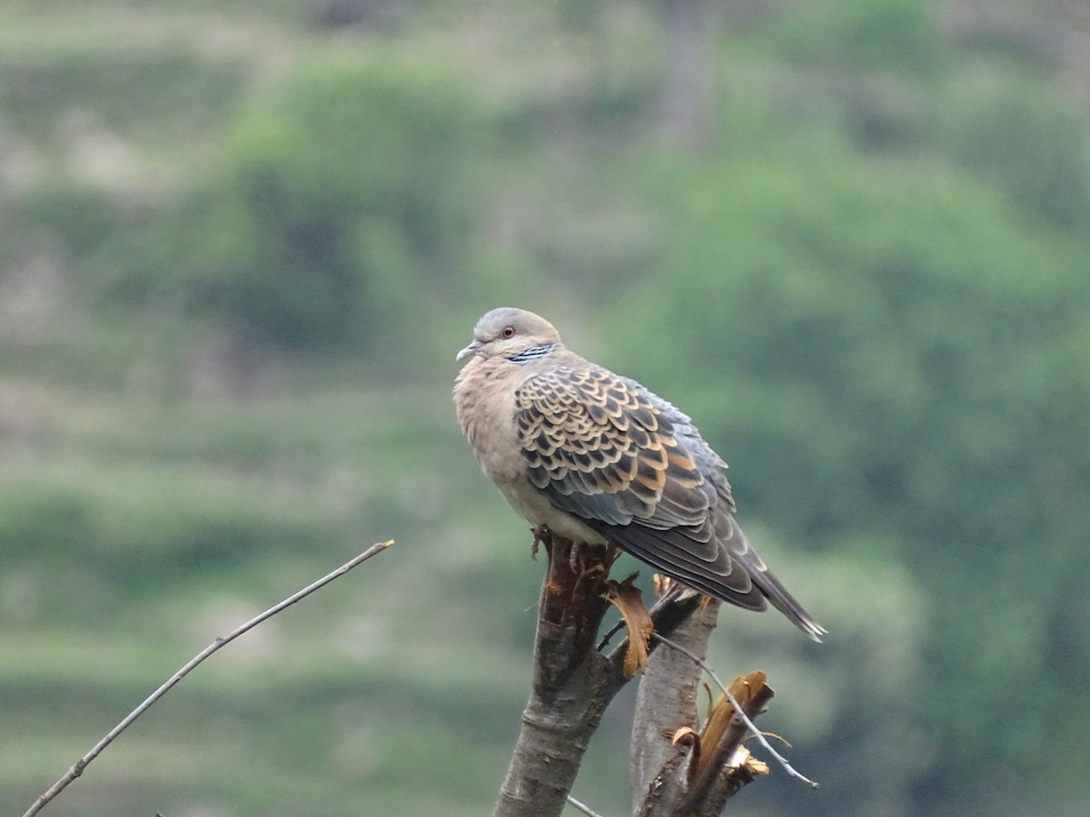 Tortora orientale - ML93098741