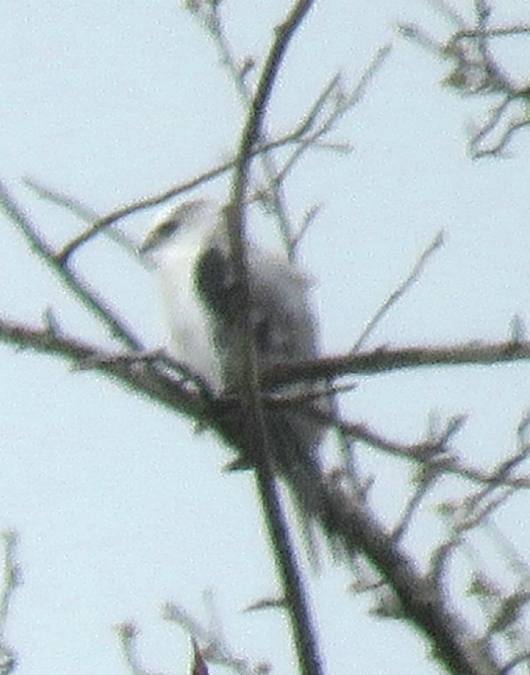 White-tailed Kite - ML93099841
