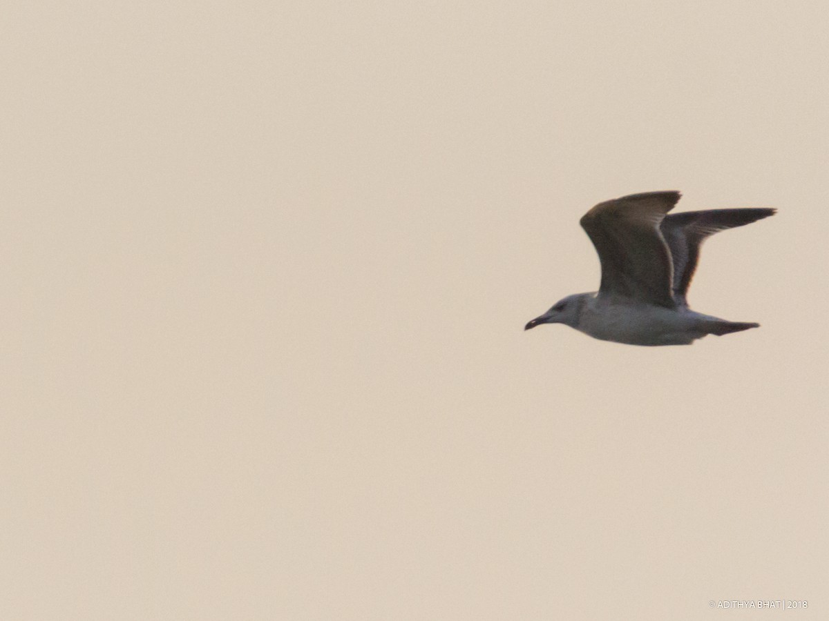 Gaviota/Gavión sp. - ML93100161