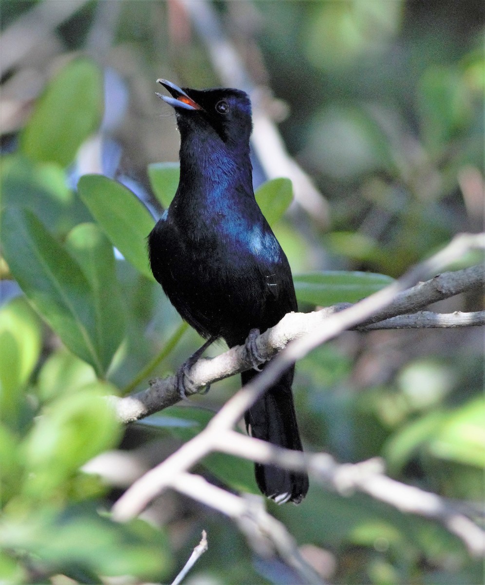 Shining Flycatcher - ML93100811