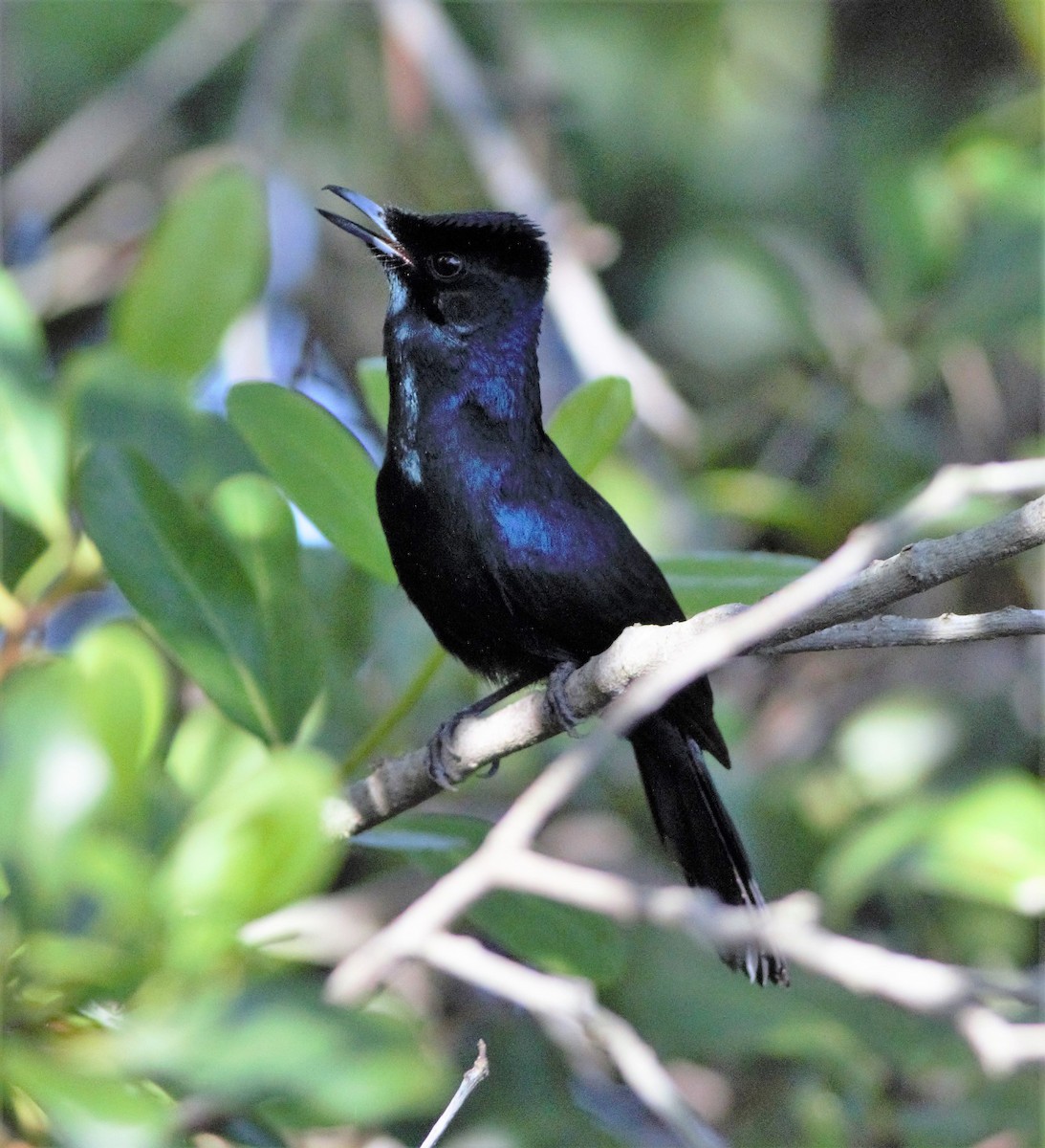 Shining Flycatcher - ML93100821