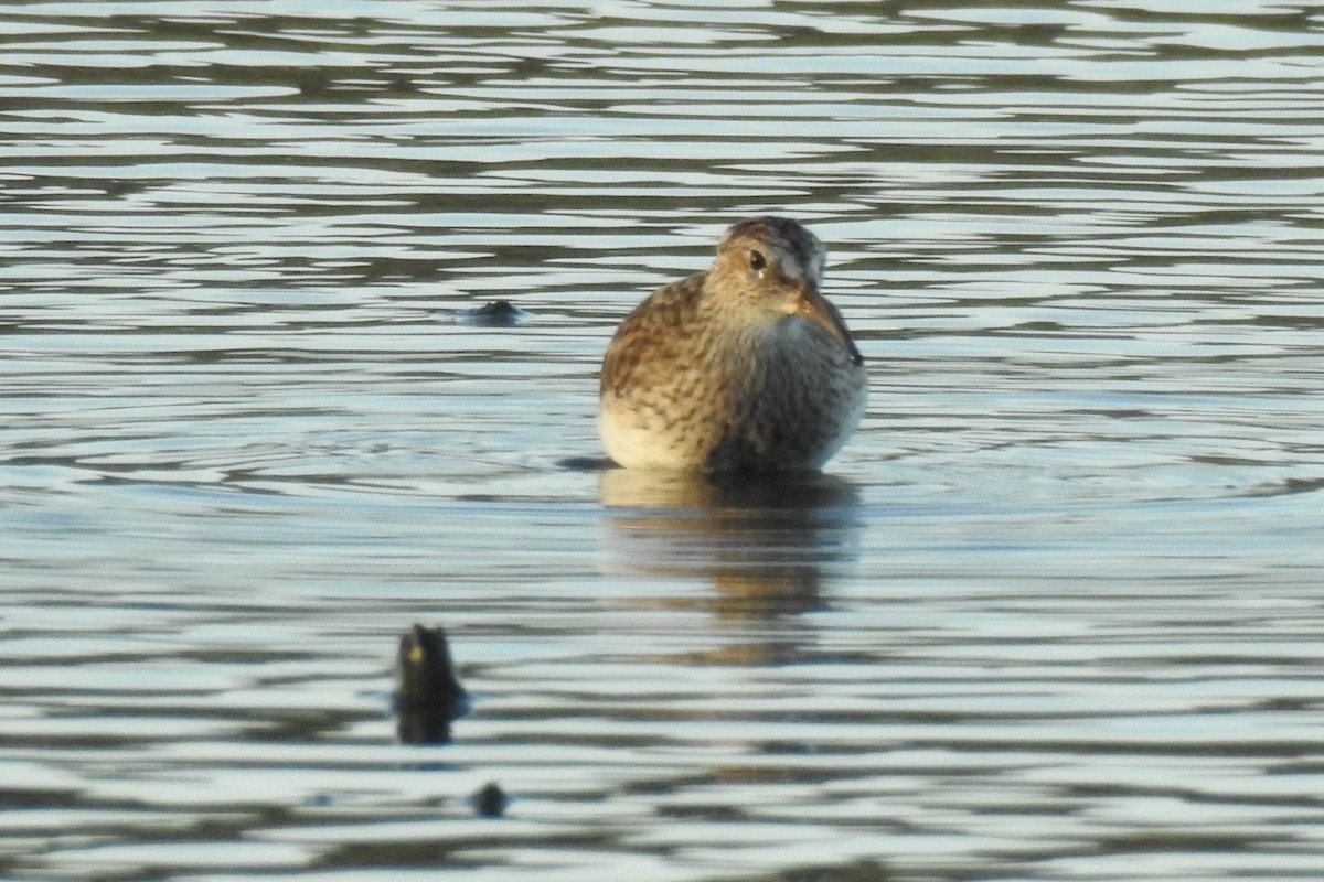 Pectoral Sandpiper - ML93100891