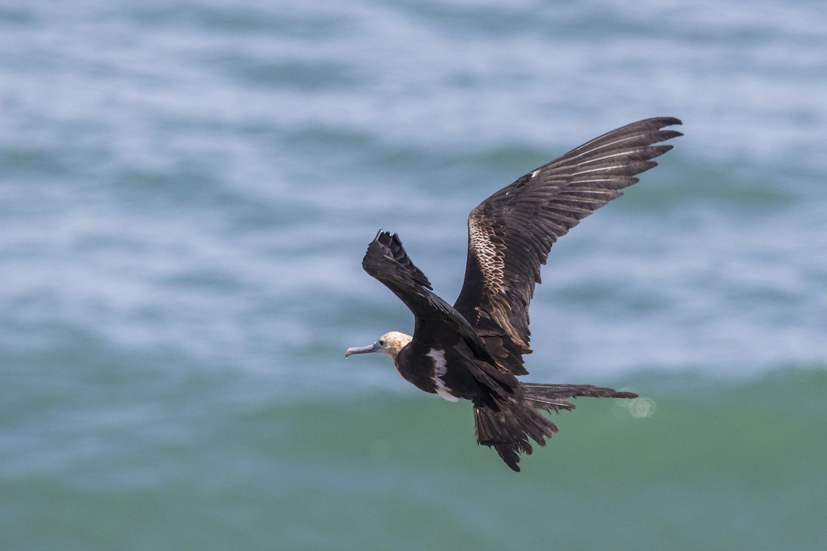Lesser Frigatebird - ML93101371