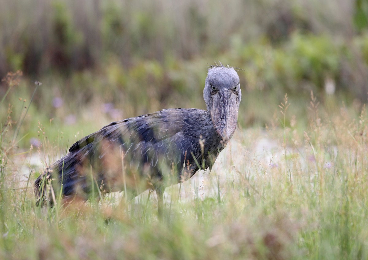 Shoebill - ML93102201