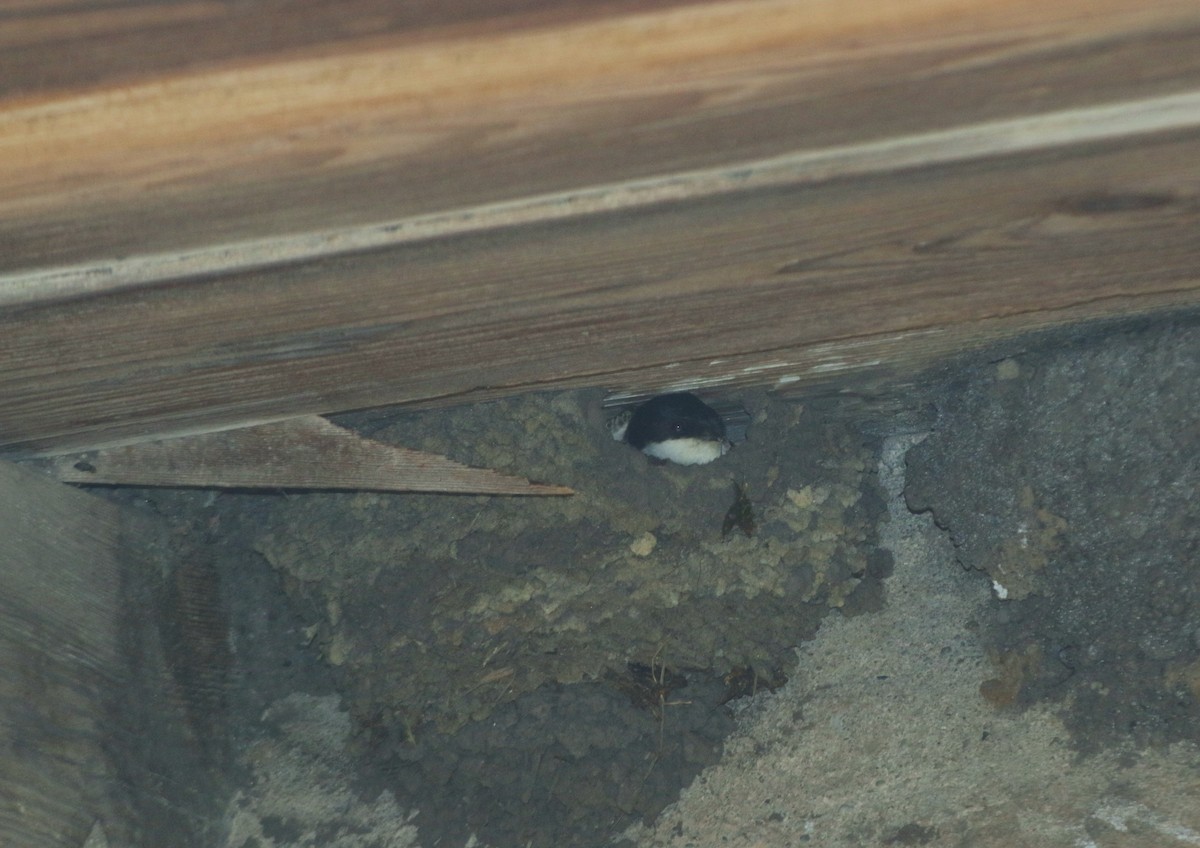 Western House-Martin - ML93102521