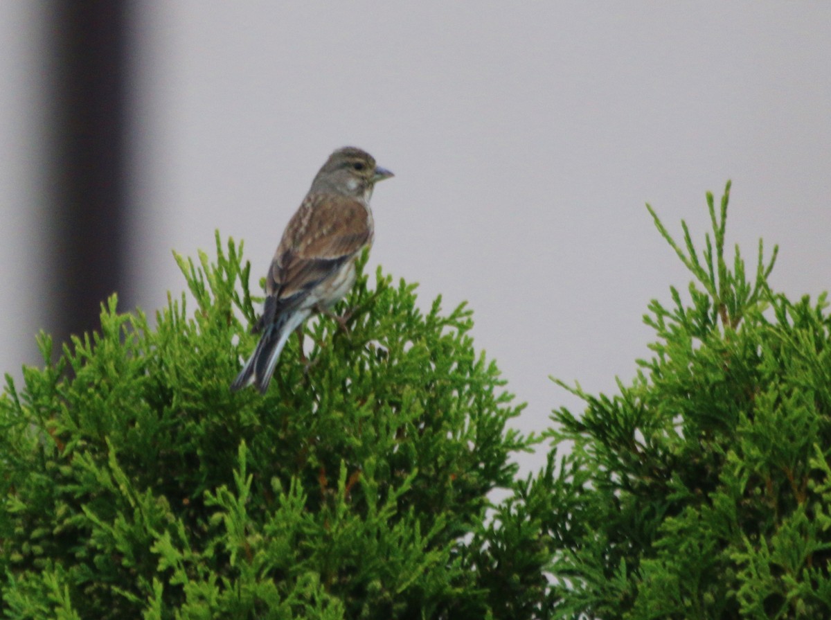 Eurasian Linnet - ML93102561