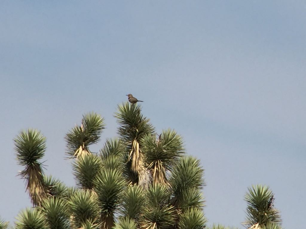 Bendire's Thrasher - ML93102621