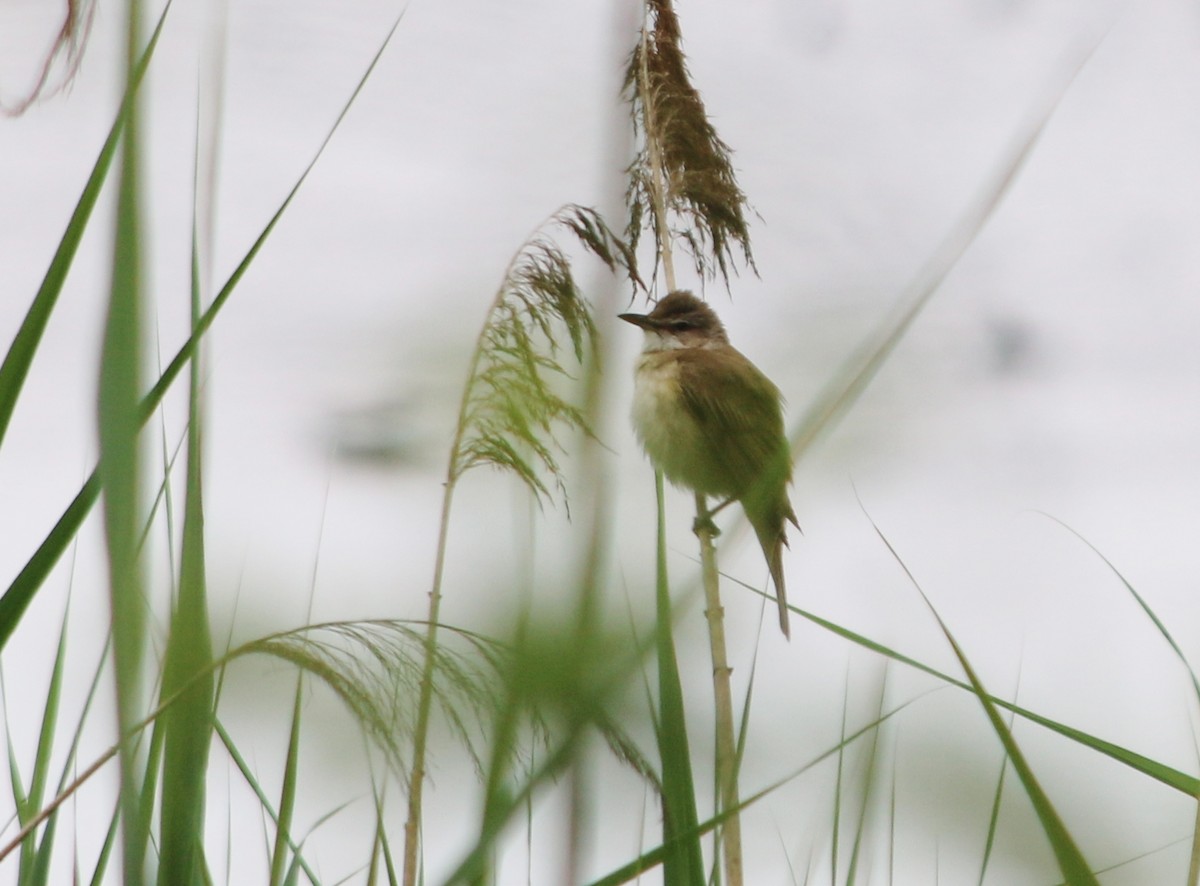 Great Reed Warbler - ML93102961