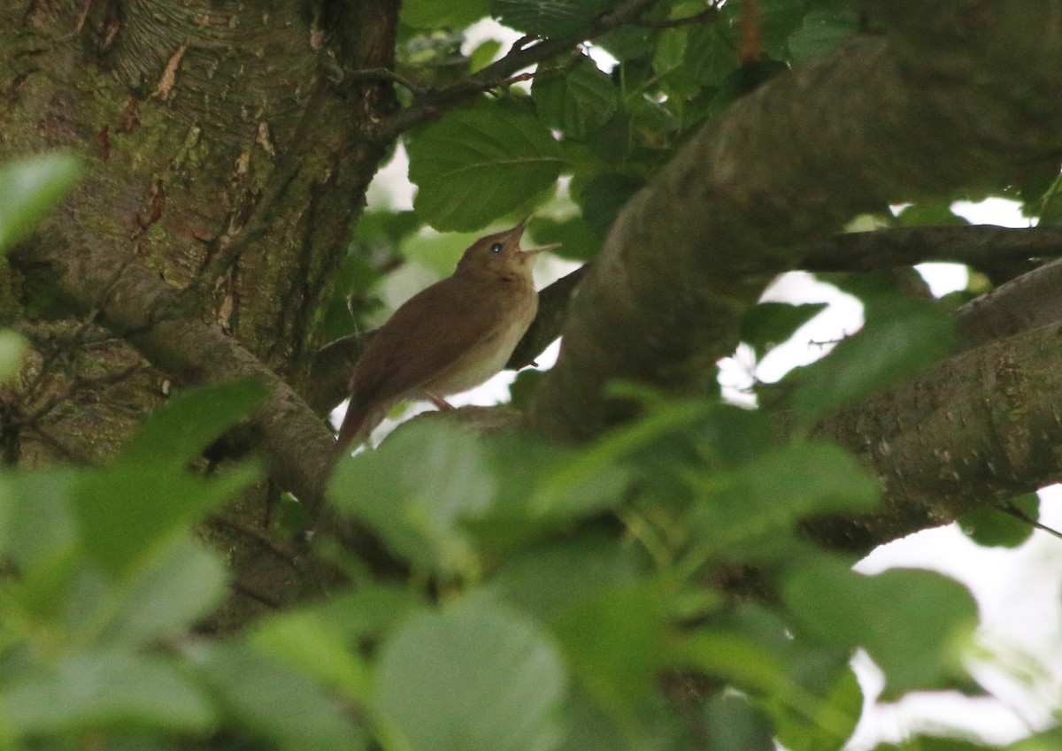 River Warbler - Albert Linkowski