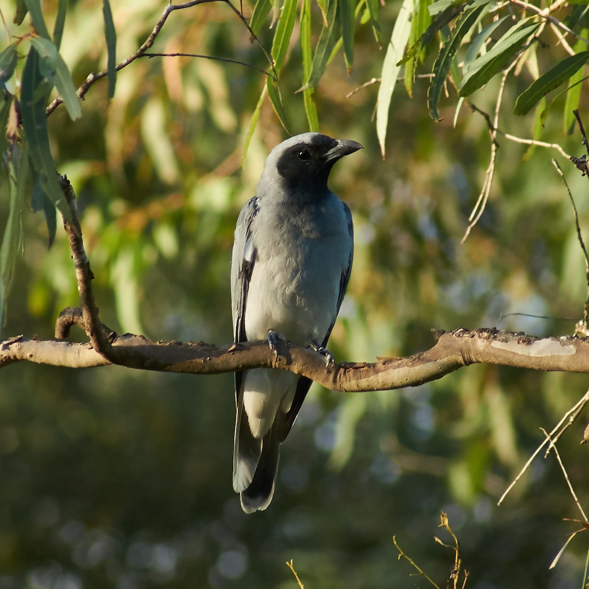 Black-faced Cuckooshrike - ML93104311