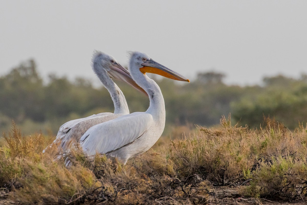 Dalmatian Pelican - Dorna Mojab