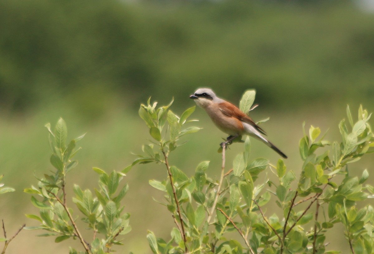 Red-backed Shrike - ML93105691