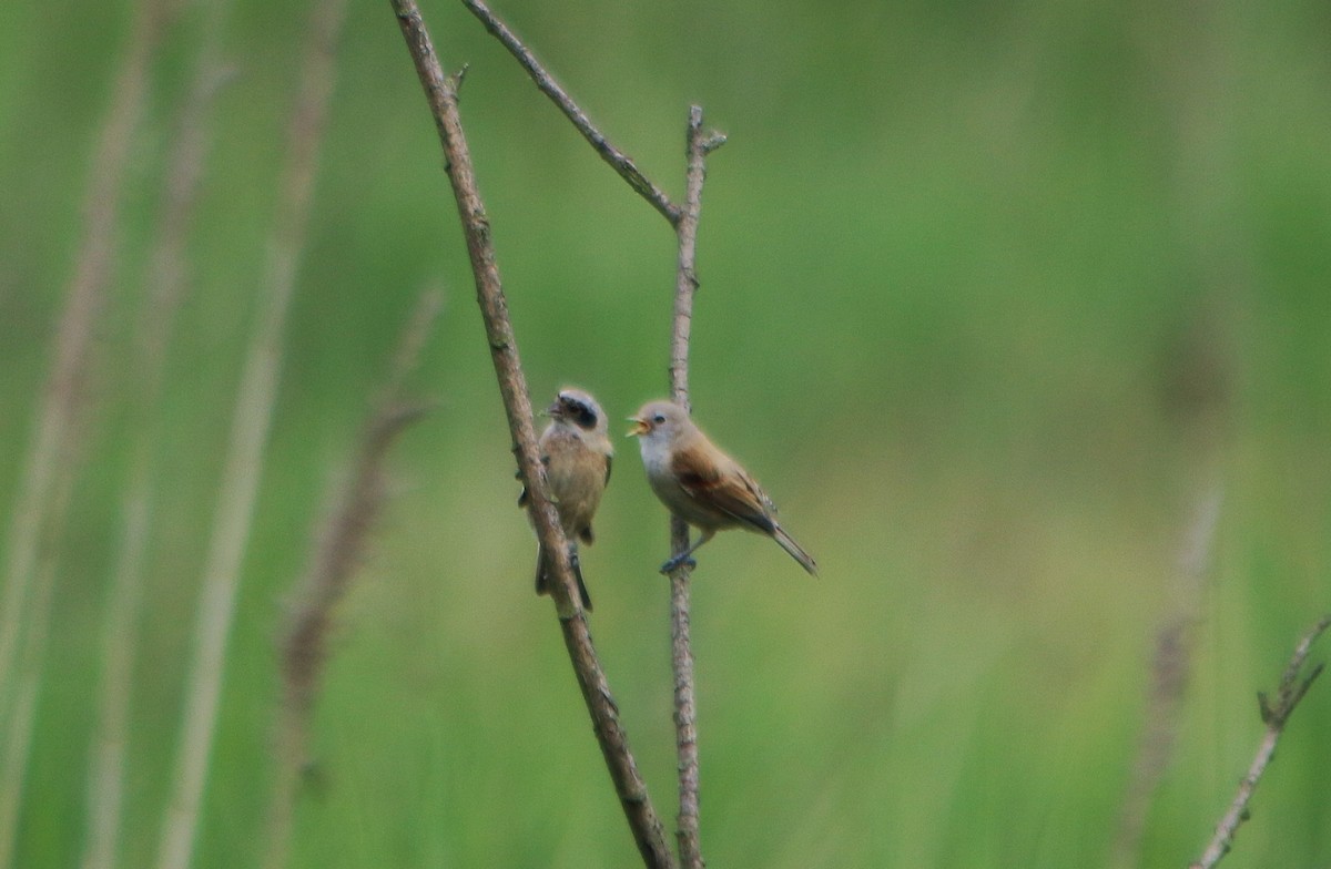 Eurasian Penduline-Tit - ML93105741