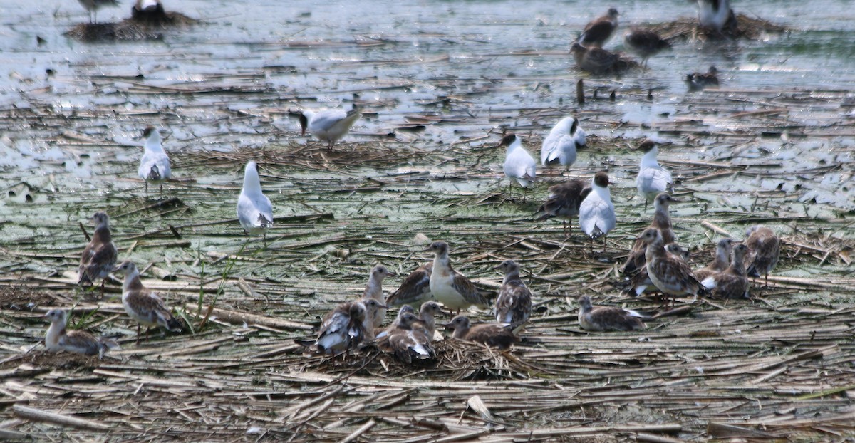 Black-headed Gull - Albert Linkowski