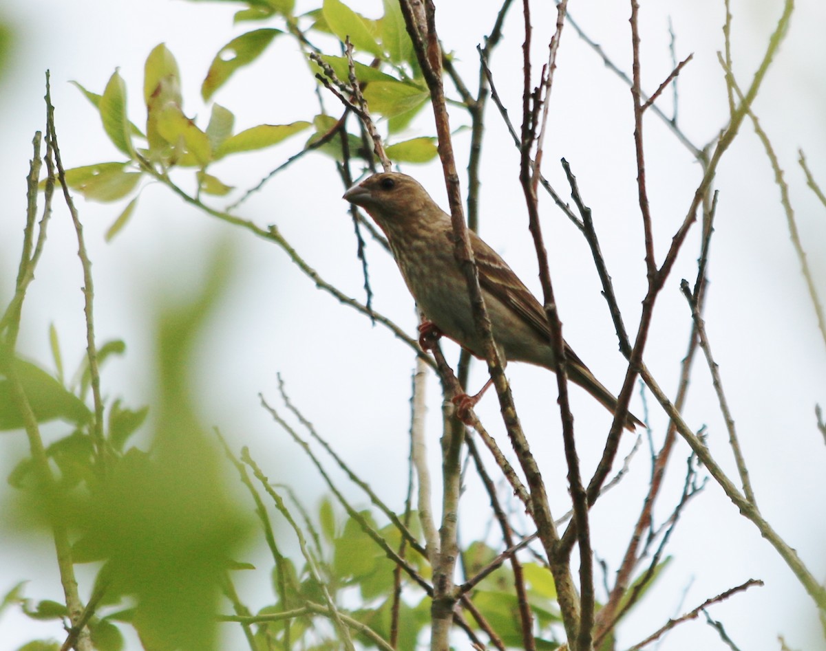 Common Rosefinch - ML93105891