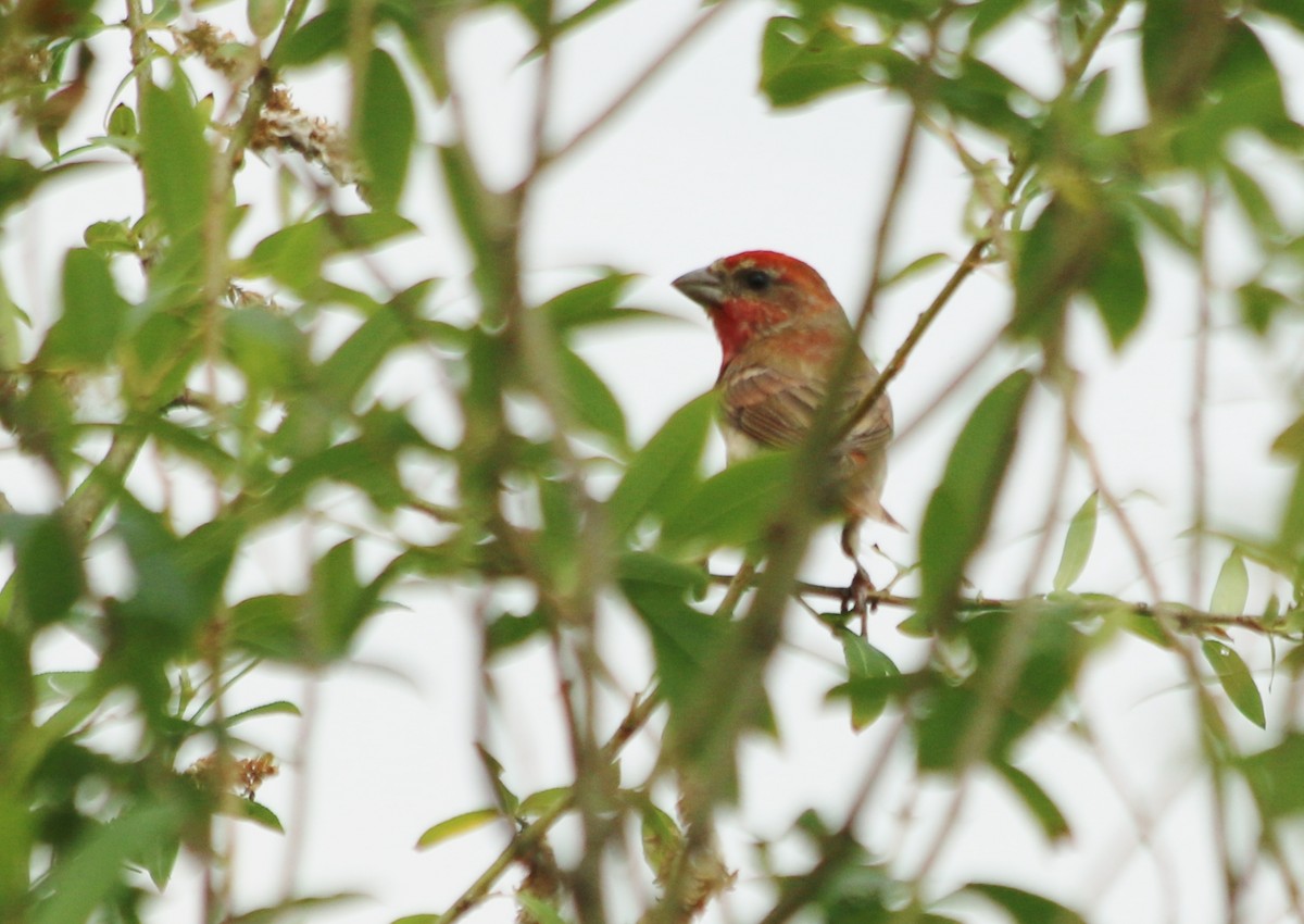 Common Rosefinch - ML93105911