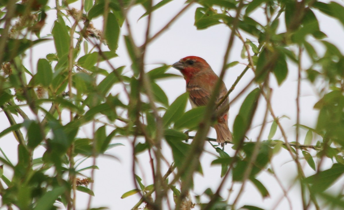 Common Rosefinch - Albert Linkowski