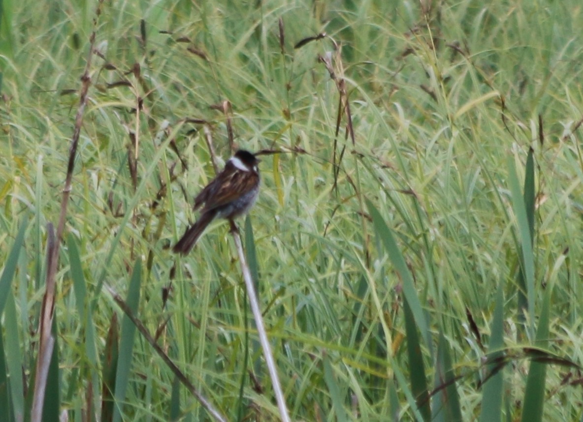 Reed Bunting - ML93105971